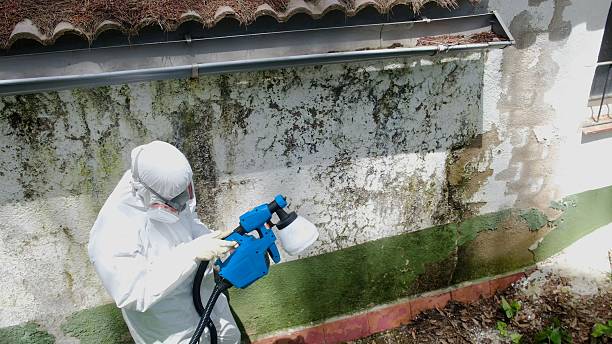 Trusted Mold Remediation service in South Elgin, IL - Cheap Mold Removal